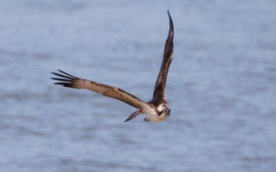 All Aboard The Adur! – the link between rivers and migratory species